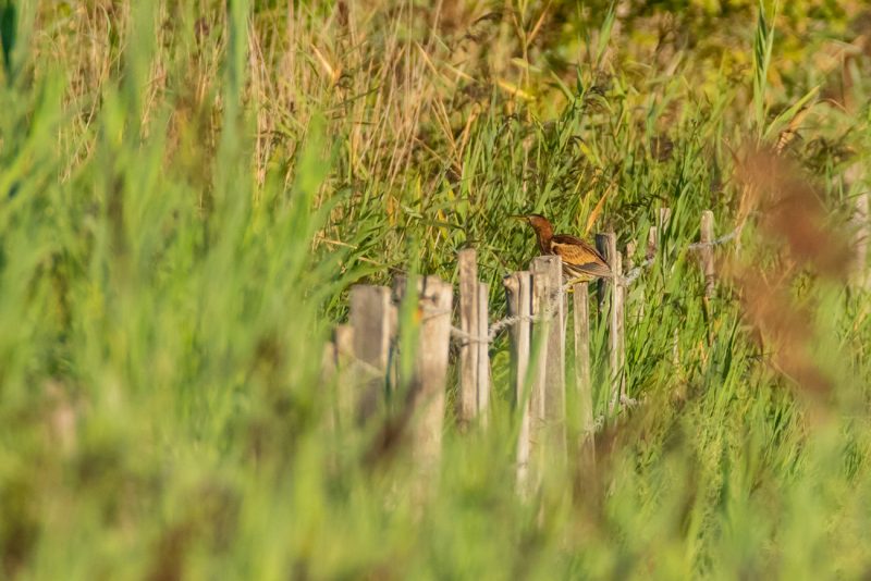 Blongios nain sur une clôture